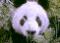 GoldenStatePanda's Avatar