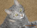 joyandme's Avatar