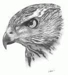 Goshawk's Avatar