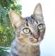 Aralia's Avatar