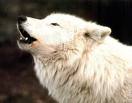 WhiteWolf's Avatar