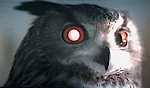 Tyrell's Avatar