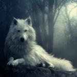 damewolf13's Avatar