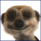 NigelP's Avatar