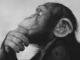 Mr. Monkey's Avatar