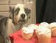 Caker's Avatar