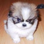 vido.ardes's Avatar