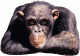bIGoLDbEAR's Avatar