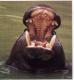 hippo_potamus's Avatar