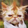 CatsTide's Avatar