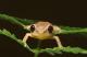 dxCoqui's Avatar