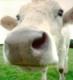 w_bovine's Avatar