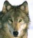 JadeEyedWolf's Avatar