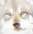 dawgfan76's Avatar