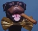 Gunner's Avatar