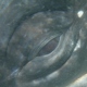 whalebus's Avatar