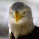 silver-eagle's Avatar