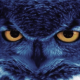 niteowl360's Avatar