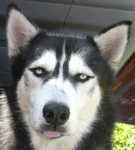 Flahusky's Avatar