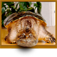 Tiny Turtle's Avatar