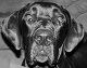 Gr8Danes's Avatar
