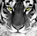 Tony.The.Tiger's Avatar