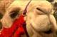 beledi's Avatar