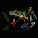 Treefrog's Avatar