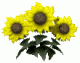 whs37's Avatar