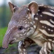Tapirboy's Avatar