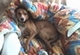 HiddenPuppy's Avatar
