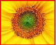 Sunflower1970's Avatar