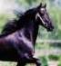sunhorse's Avatar