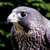 blackfalcon's Avatar