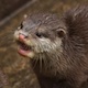 Penguissimo's Avatar