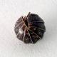 pillbug's Avatar