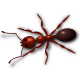 RedAnt's Avatar