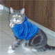 WebKat's Avatar