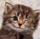 trishwosere's Avatar
