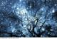 Starrynightsky's Avatar