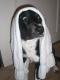 RockoDog's Avatar