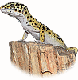 elgecko's Avatar
