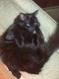 Mr. Meowington's Avatar