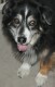 BurgDog's Avatar