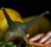 bananaslug's Avatar