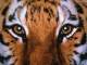 SyberTiger's Avatar