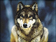 Gray Wolf's Avatar