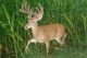 Iowabucks's Avatar