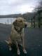 Woodydog's Avatar