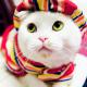 Kittygal's Avatar